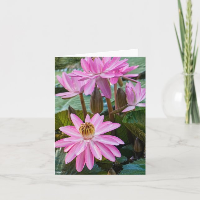 Water Lily Beauty Card (Front)