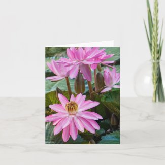 Water Lily Beauty Card