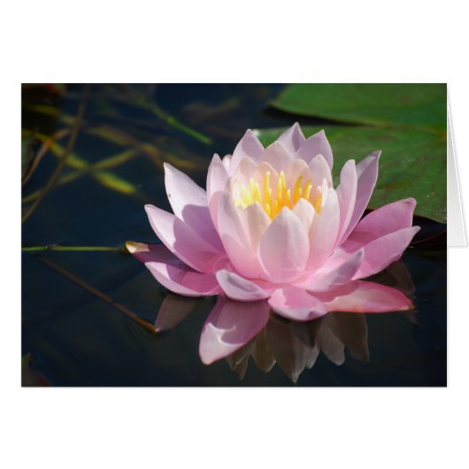 Water Lily Blank (Front Horizontal)