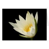 Water Lily Blank Card (Front Horizontal)