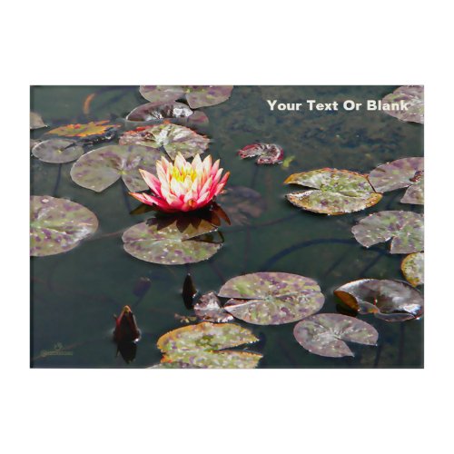 Water Lily Blossom Acrylic Print