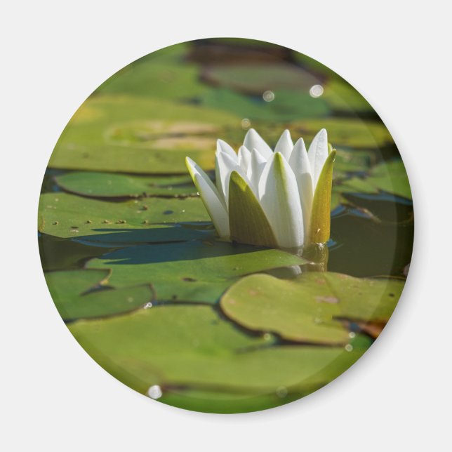 Water Lily Blossom Magnet (Front)