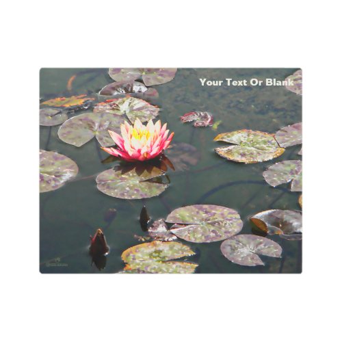 Water Lily Blossom Metal Print