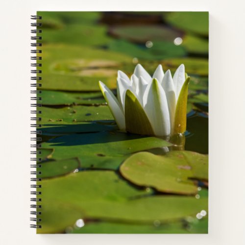 Water Lily Blossom Notebook