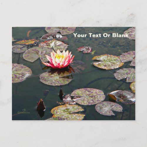 Water Lily Blossom Postcard