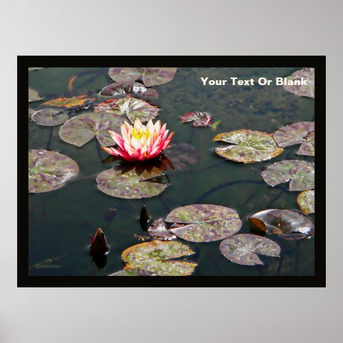 Water Lily Blossom Poster