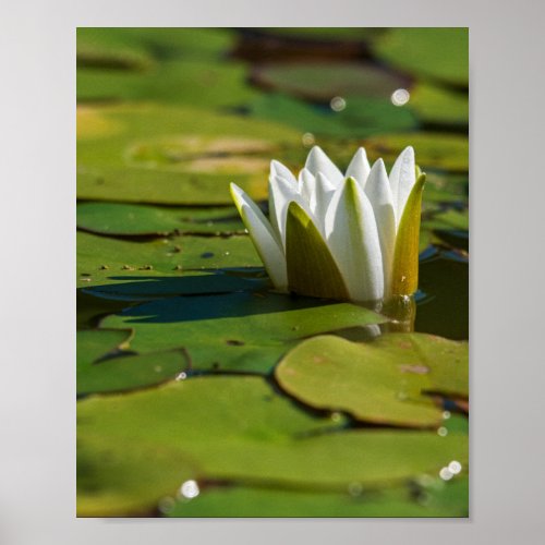 Water Lily Blossom Poster