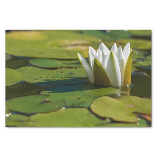 Water Lily Blossom Tissue Paper
