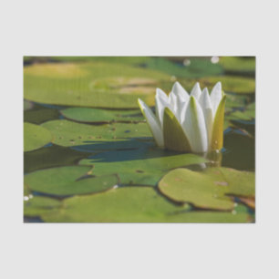 Water Lily Blossom Tissue Paper