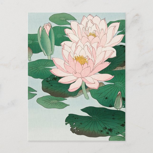 Water Lily by Ohara Koson, Floral Japanese Art Postcard (Front)
