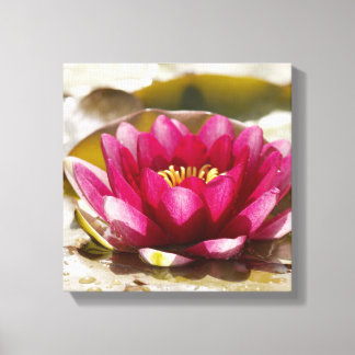 Water lily canvas print