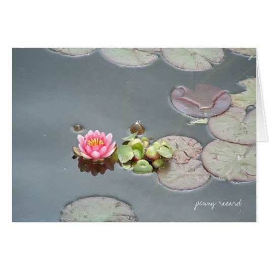 Water Lily Card (Front Horizontal)