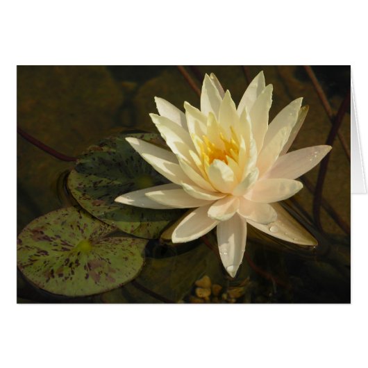 Water Lily Cards (Front Horizontal)