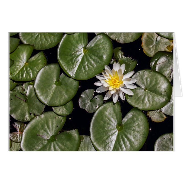 Water Lily Cards (Front Horizontal)