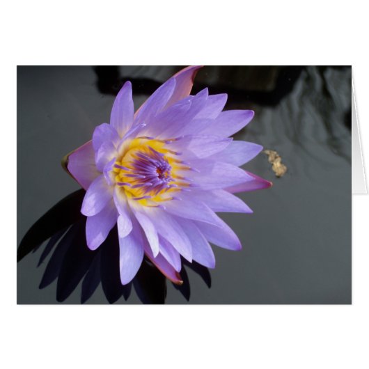 Water Lily Cards (Front Horizontal)