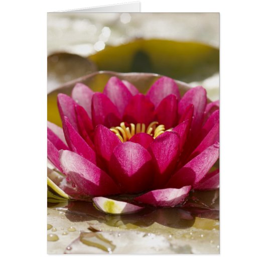 Water lily cards (Front)