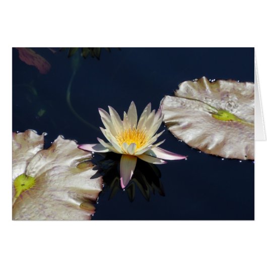 Water Lily Cards (Front Horizontal)