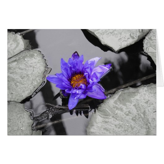 Water Lily Cards (Front Horizontal)