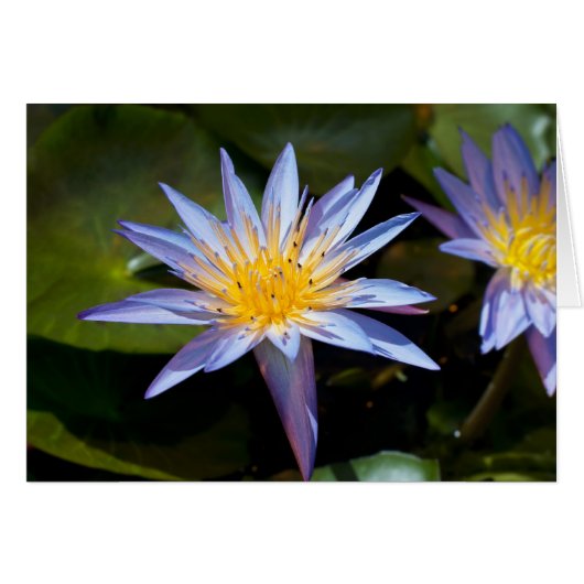 Water Lily Cards (Front Horizontal)