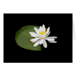 Water Lily Cards