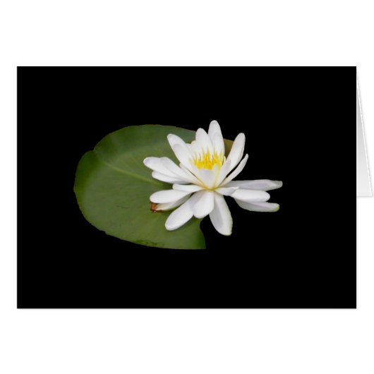 Water Lily Cards (Front Horizontal)