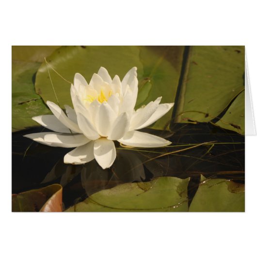 Water Lily Cards (Front Horizontal)