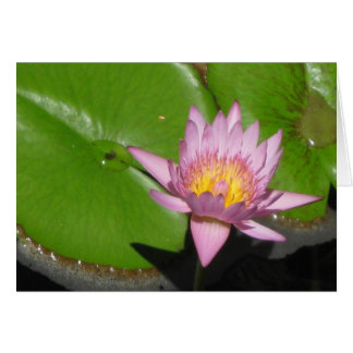 Water Lily Cards