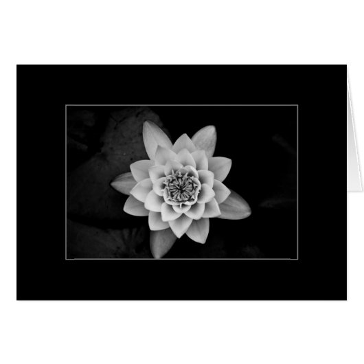 Water Lily Cards (Front Horizontal)