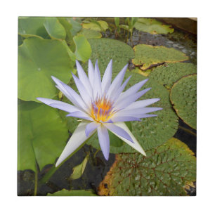 Water Lily Ceramic Tile