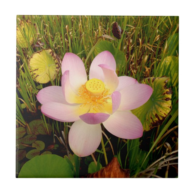 Water Lily Ceramic Tile (Front)