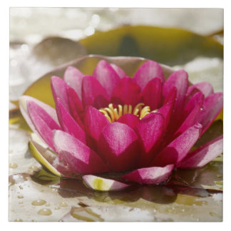 Water lily ceramic tile