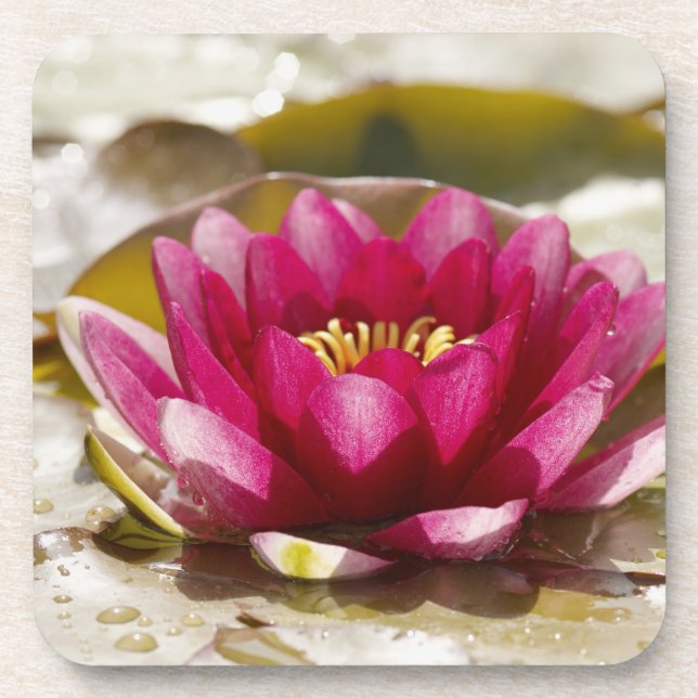 Water lily coaster (Front)