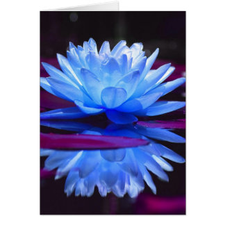Water Lily Dream Cards