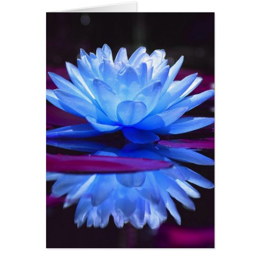 Water Lily Dream Cards (Front)