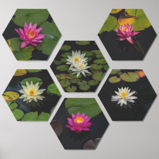 Water Lily Dreams Photo Tile