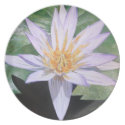 Water Lily Fine Art Plate