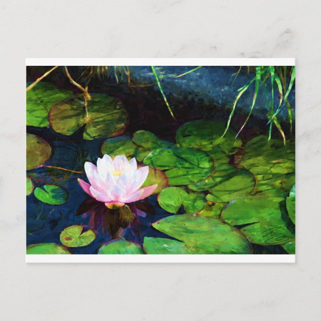 Water lily floating in a pond postcard (Front)