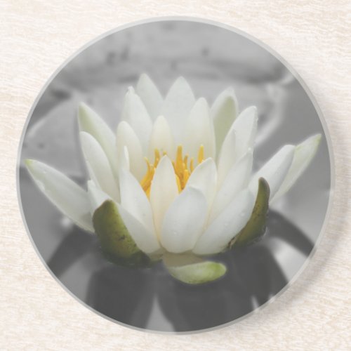 Water Lily Floral Coaster