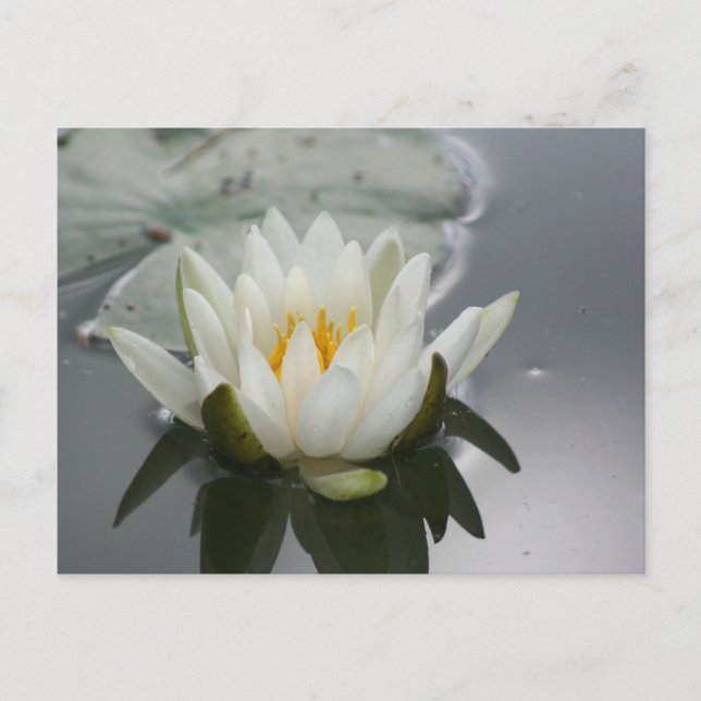 Water Lily Flower Photography Postcard (Front)