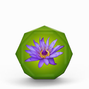Water Lily Flower Pond Aquatic Purple Water Bloom Award