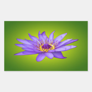 Water Lily Flower Pond Aquatic Purple Water Bloom Rectangular Sticker