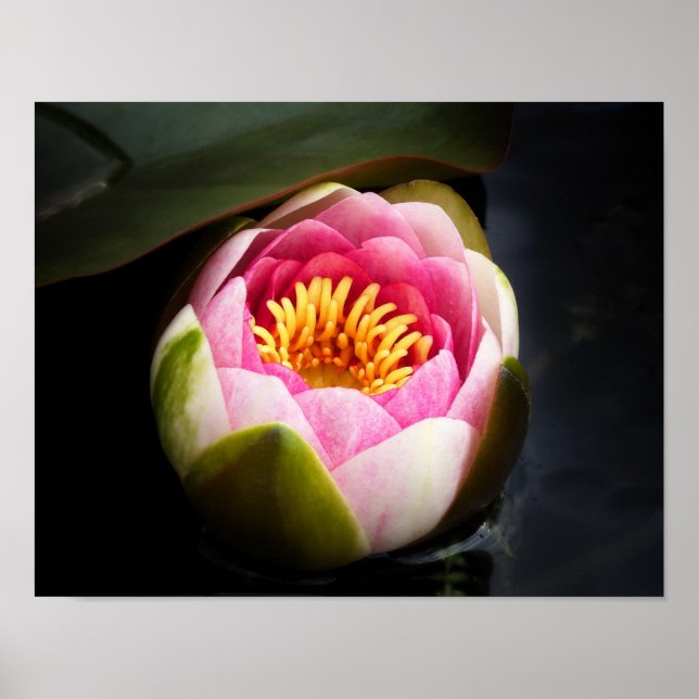 Water Lily Flower Poster (Front)