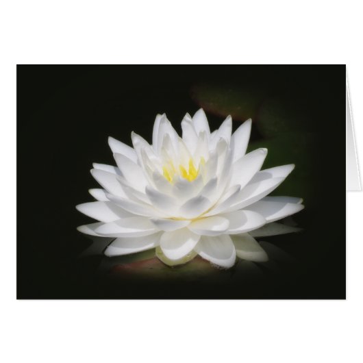 Water Lily Glow (Front Horizontal)