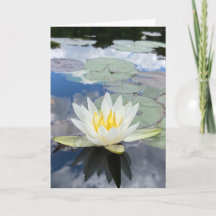 water lily greeting card (blank inside)