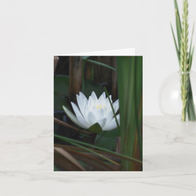 Water Lily Lotus Aglow Flower Photography  Note Card (Front)