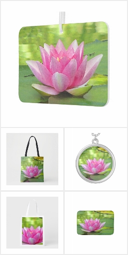 Water Lily Lotus Flower