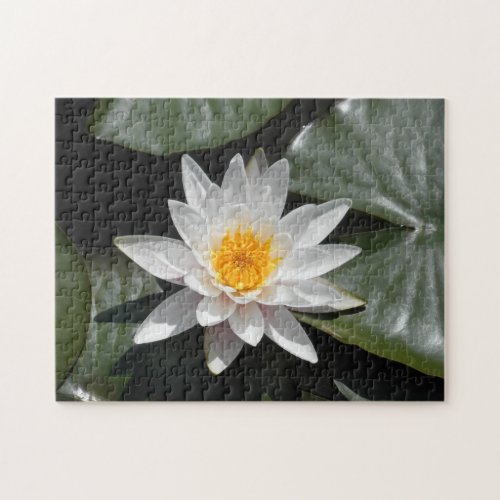 Water Lily Lotus Flower Beautiful Picture Photo Jigsaw Puzzle