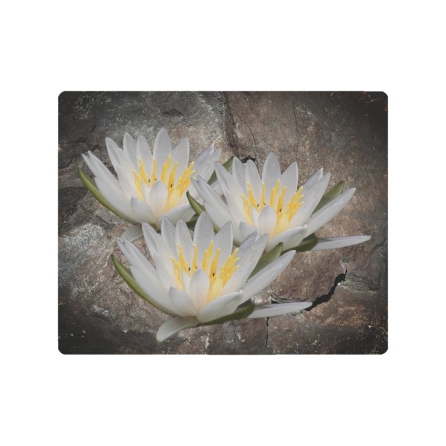 Water Lily Lotus Flower On Stone    Metal Print (Front)