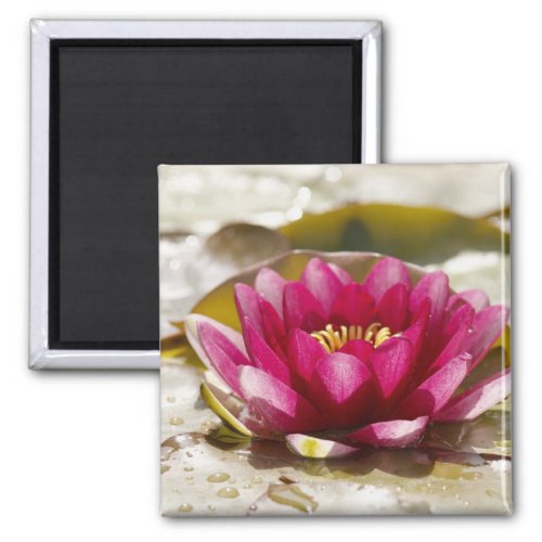 Water lily magnet