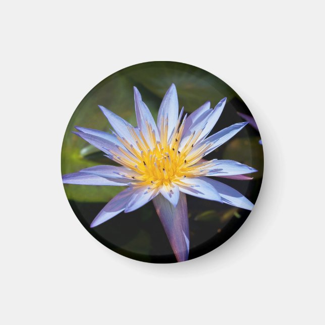 Water Lily Magnet (Front)